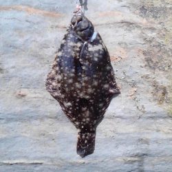 マコガレイ29.5cmゲット