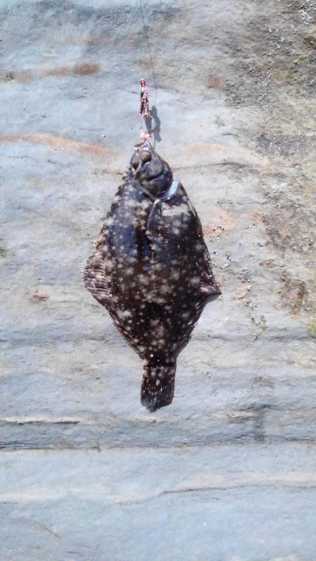 マコガレイ29.5cmゲット