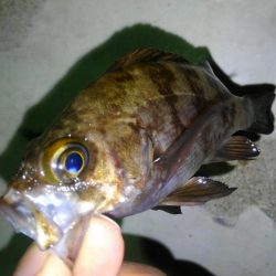 令和初フィッシュ！