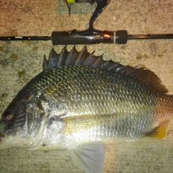 入れ食いでした!