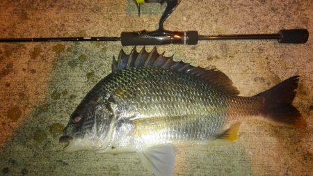 入れ食いでした!