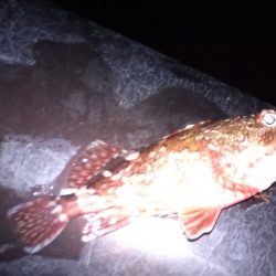 平成最後の釣り行って来ました。