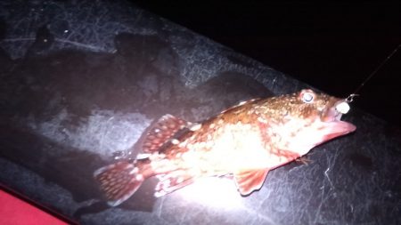 平成最後の釣り行って来ました。