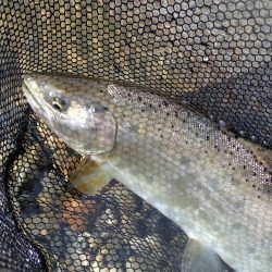 揖保川渓流釣り大会