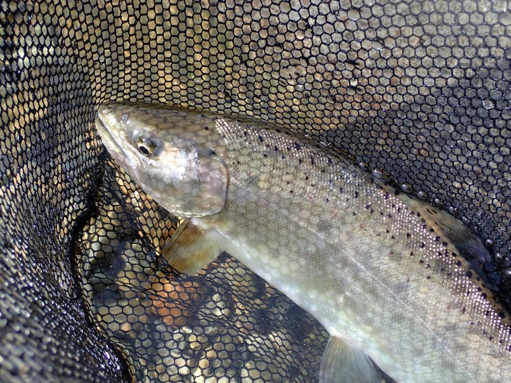 揖保川渓流釣り大会