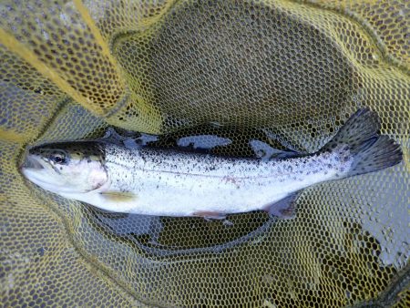 揖保川渓流釣り