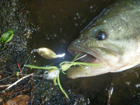 シェードの内側で