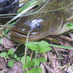 濁りの入ったエリアでヒット