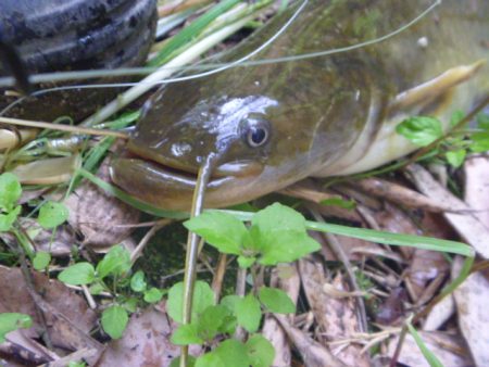 濁りの入ったエリアでヒット