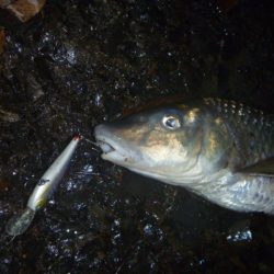 今日は渋かった