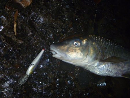 今日は渋かった