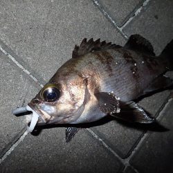 まとまった雨のあとは・・・