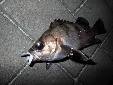まとまった雨のあとは・・・