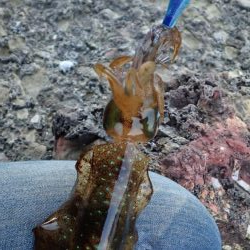 エギング(春イカ?)