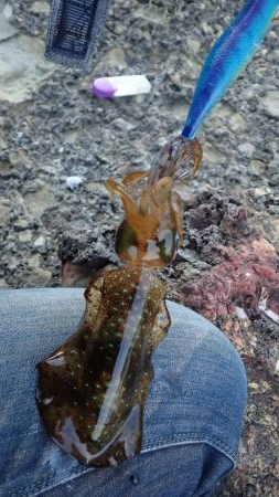 エギング(春イカ?)