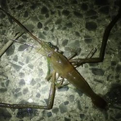 手長エビ&ぶっこみ釣り