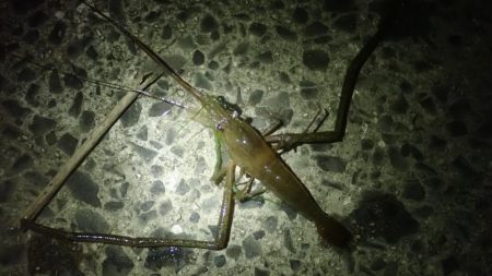 手長エビ&ぶっこみ釣り