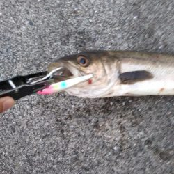 シーバス　好調