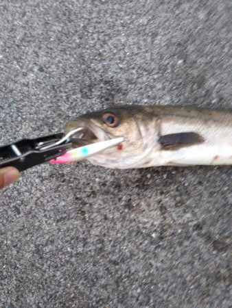 シーバス　好調