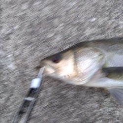 ＧＷ　シーバス3本締め