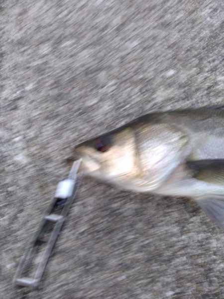 ＧＷ　シーバス3本締め