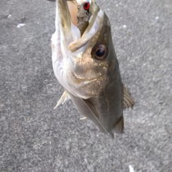 シーバス　朝練３匹