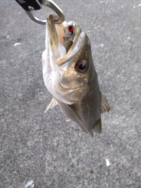 シーバス　朝練３匹