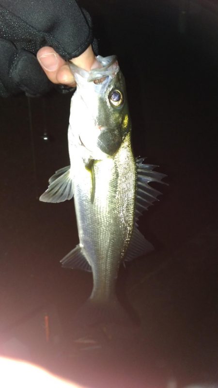 バチ抜け is HOT!