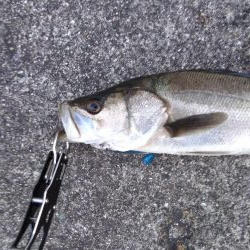 朝練シーバス単発