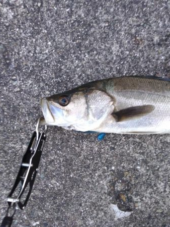 朝練シーバス単発