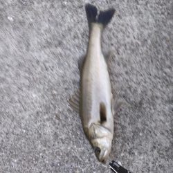 シーバス　朝練　バラシのち単発