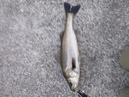 シーバス　朝練　バラシのち単発