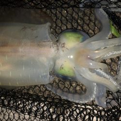 アオリイカ釣行カサゴやウツボも