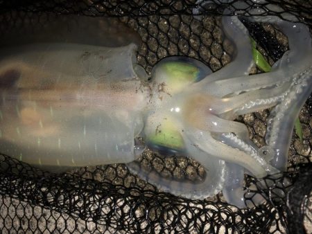 アオリイカ釣行カサゴやウツボも