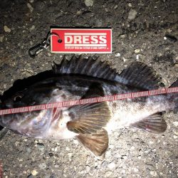 アオリイカ、キビレ、モンゴウイカなど