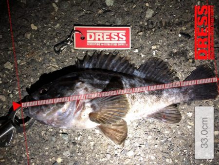 アオリイカ、キビレ、モンゴウイカなど