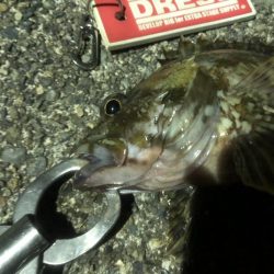 ライトゲームでキビレ、シーバス、カサゴなど