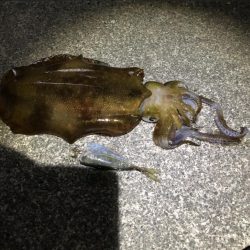 大潮前夜アオリイカ連発！