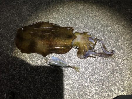 大潮前夜アオリイカ連発！