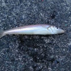 初夏のキス釣り