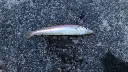 初夏のキス釣り