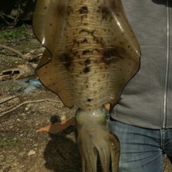 2.7㌔アオリイカGET