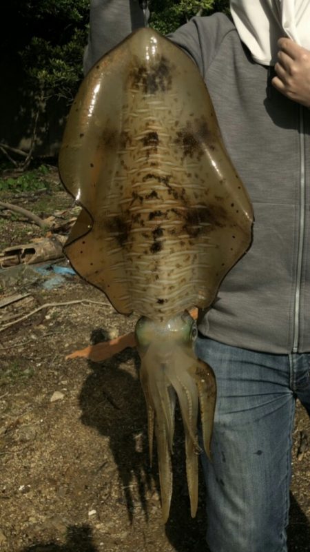 2.7㌔アオリイカGET