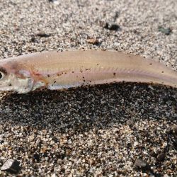 キス釣りスタート