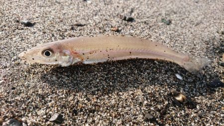 キス釣りスタート