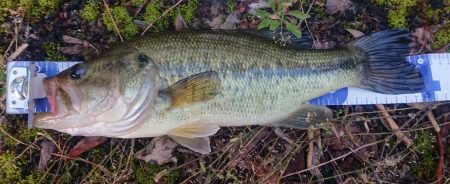 2019.5.12 養老 五三川 パワーフィネス
