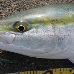 久々の大型ブリ捕獲成功♪