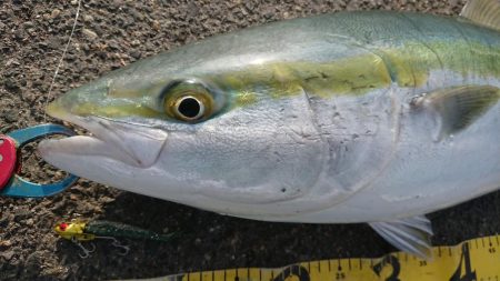 久々の大型ブリ捕獲成功♪