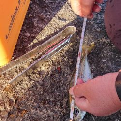 かわいい青物たち