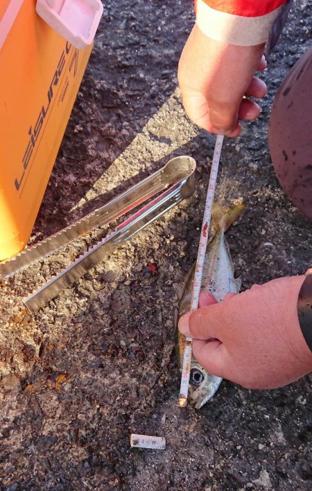 かわいい青物たち